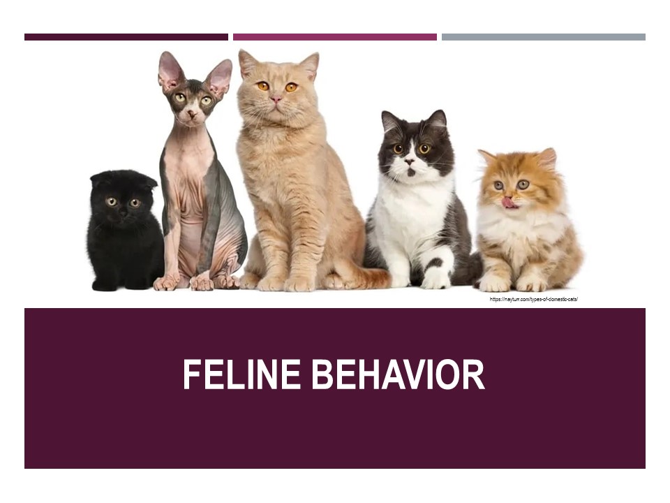 Dr. Collins_Cat Behavior lecture