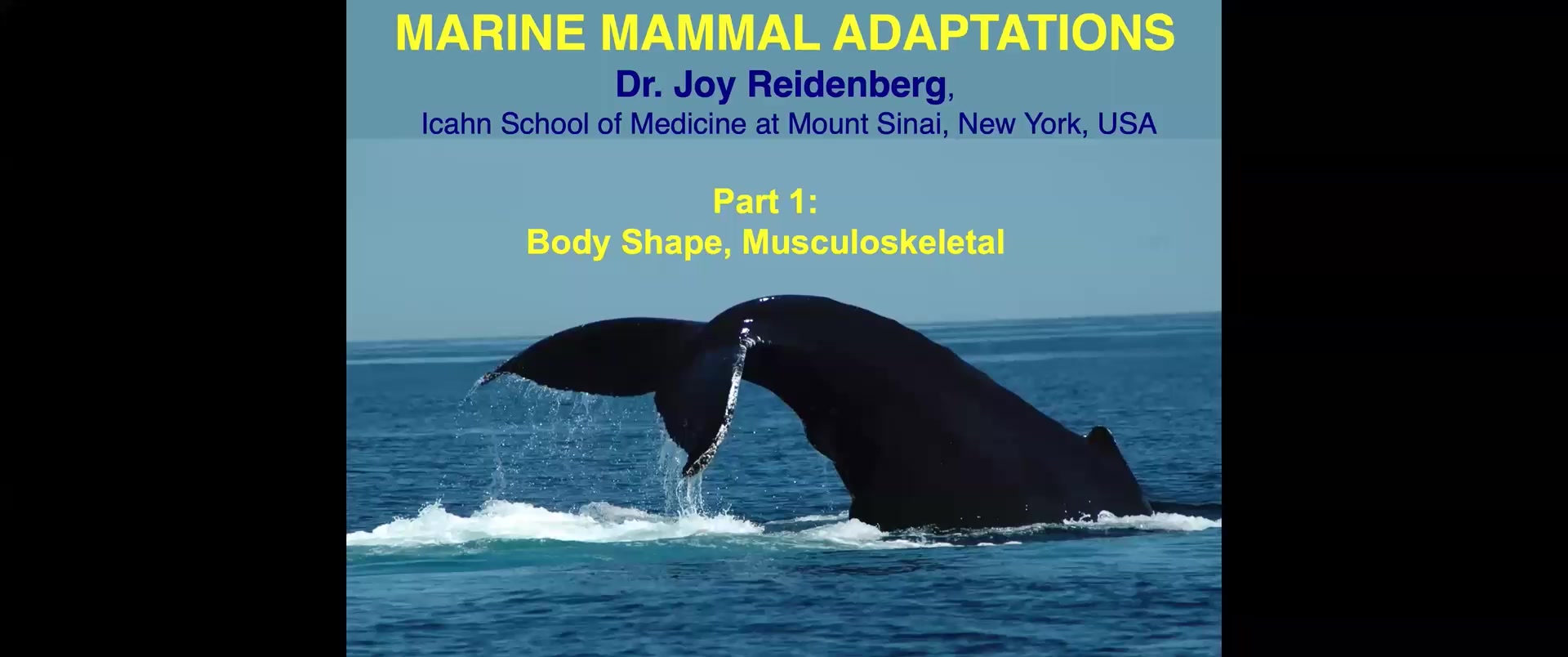 Marine Mammal Adaptations - Part 1 - Body Shape & Musculoskeletal System